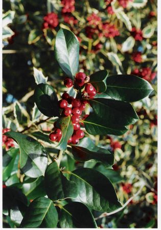 Holly